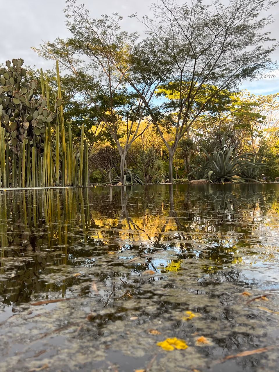 Ethnobotanical garden of oaxaca in Oaxaca city