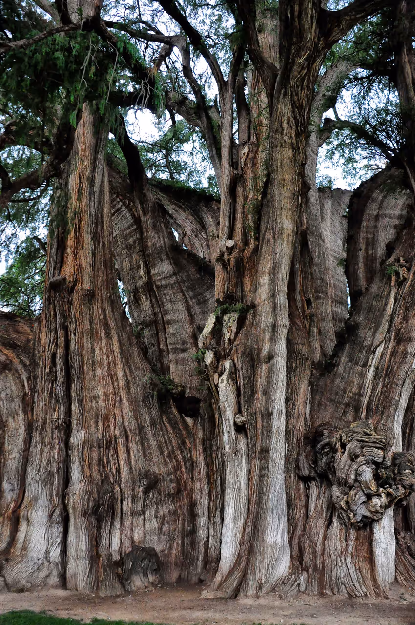 2000 year old tree in Oaxaca de juárez