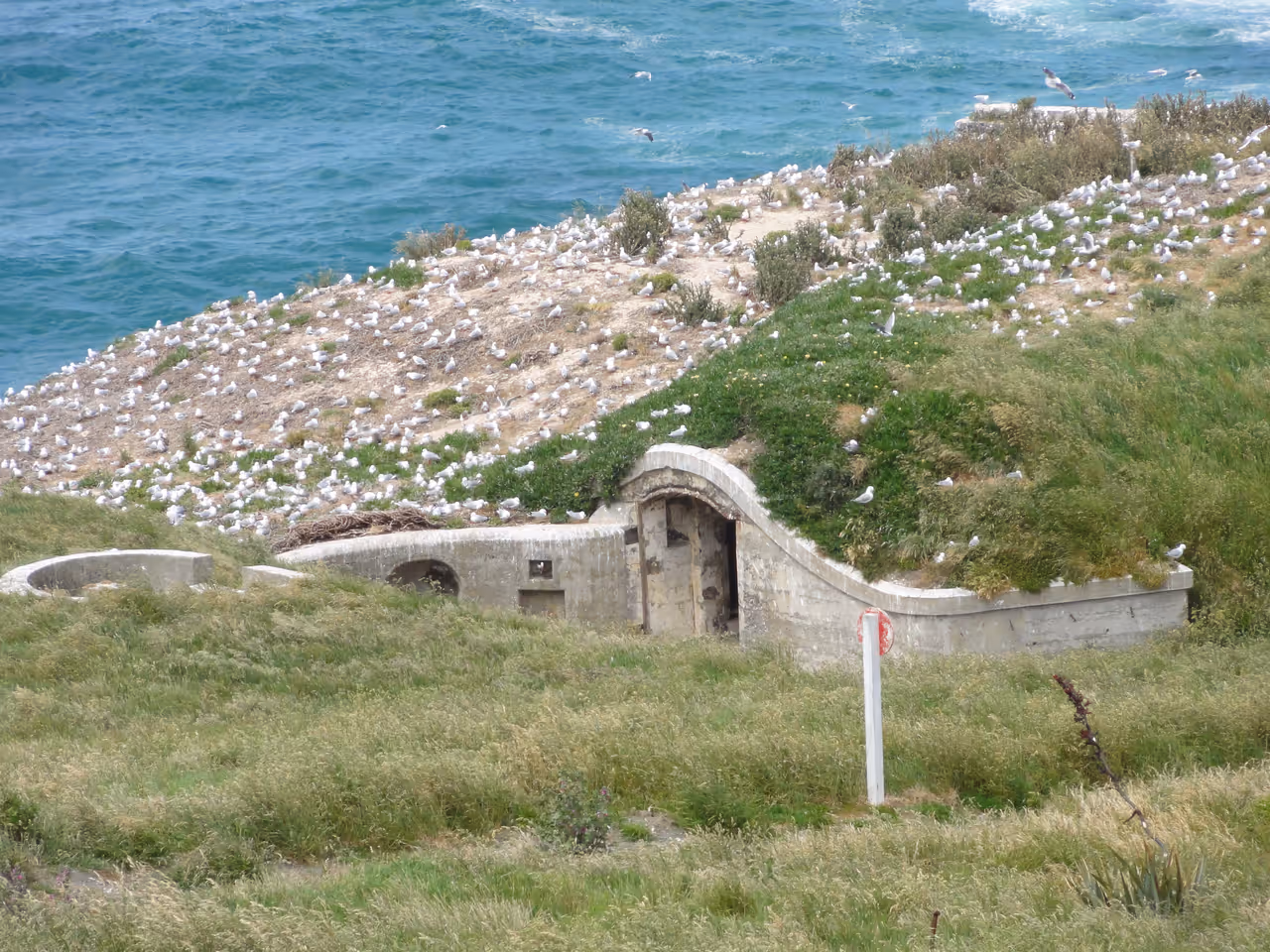 Fortifications at Taiaroa head, Dunedin