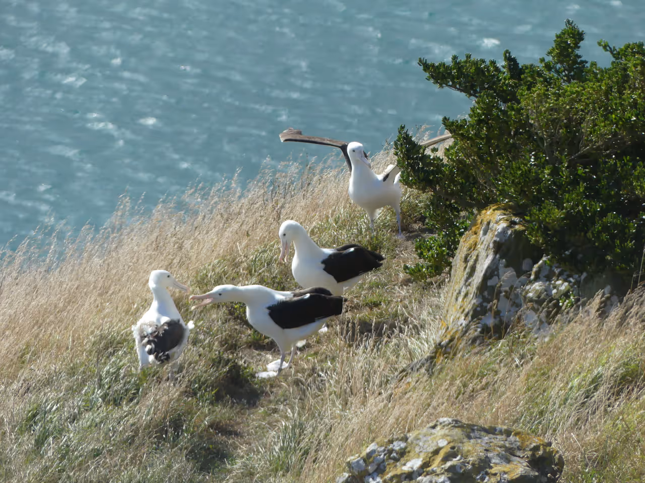 albatross on the taiaroa head in Dunedin