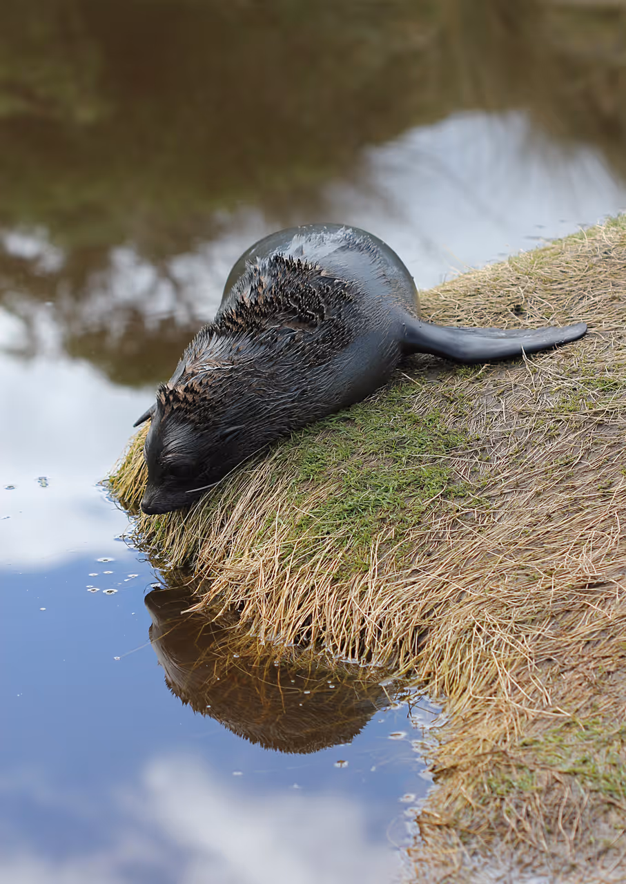 Seal pup in taiaroa head in Dunedin