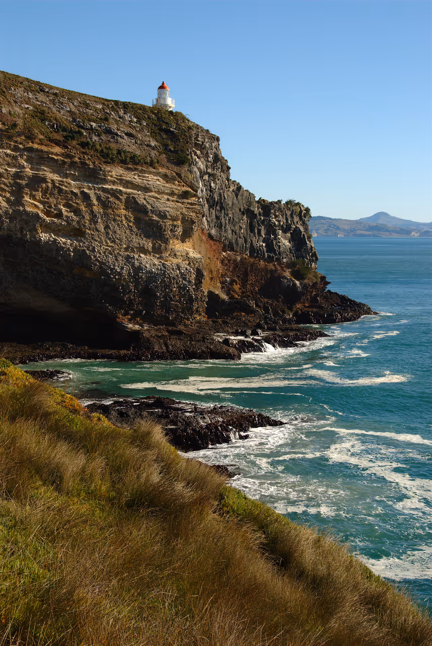 taiaroa head in Dunedin