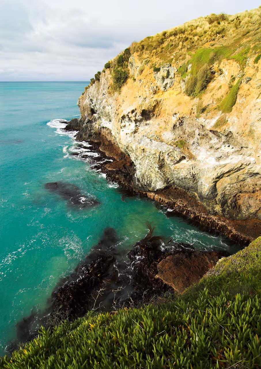 taiaroa head in Dunedin