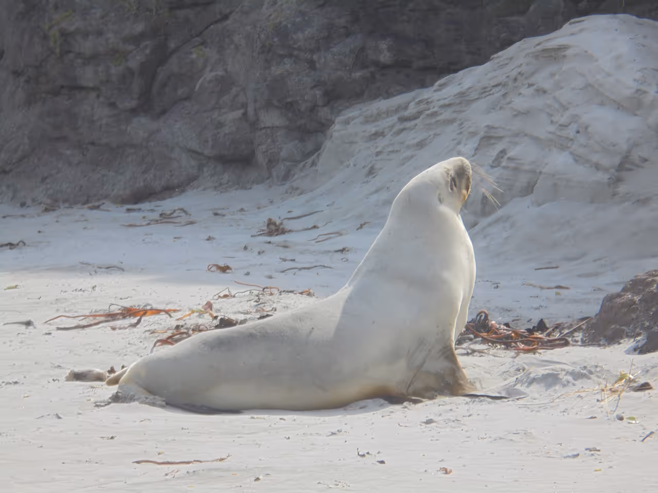 A female New Zealand sea lion in Dunedin