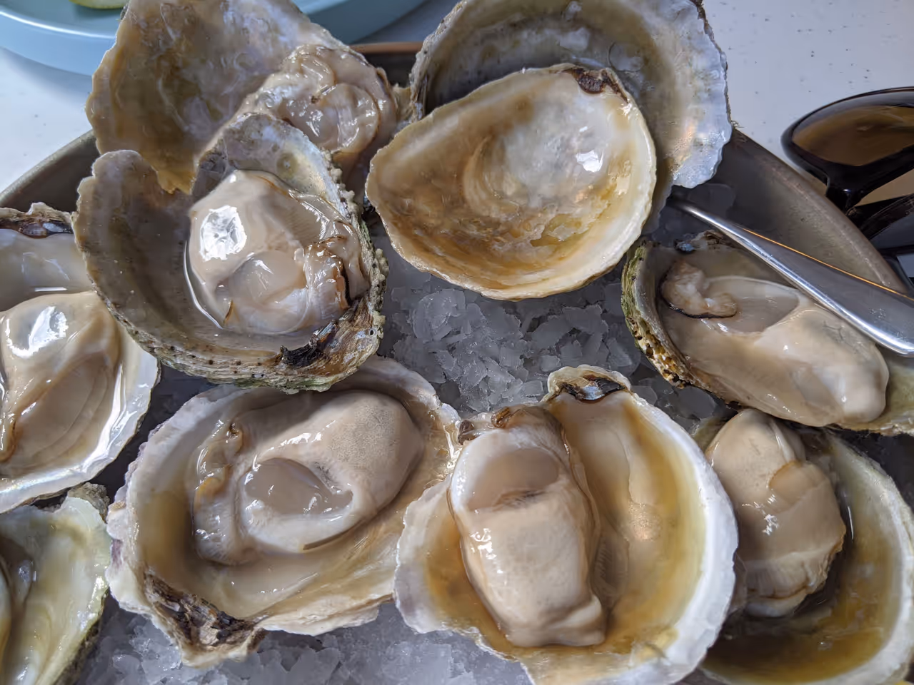 Bluff oysters food in Dunedin