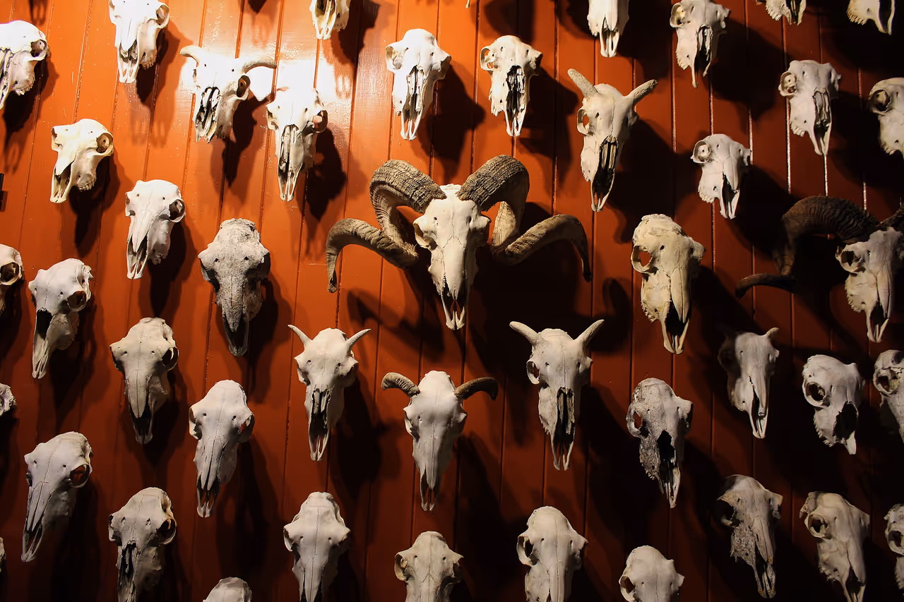 Museum of natural mystery in Dunedin