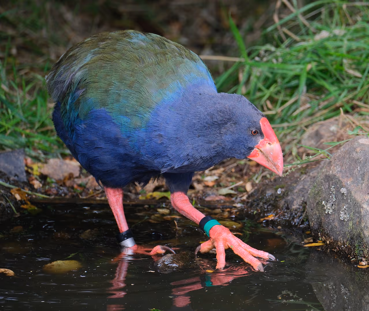 Orokonui ecosanctuary in Dunedin