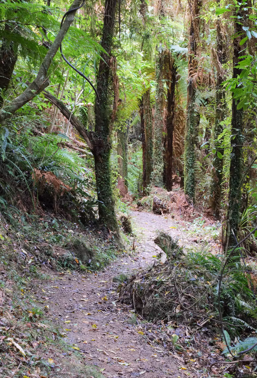 Orokonui ecosanctuary in Dunedin