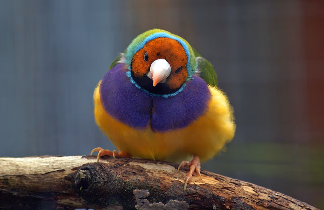 The Gouldian Finch in Dunedin