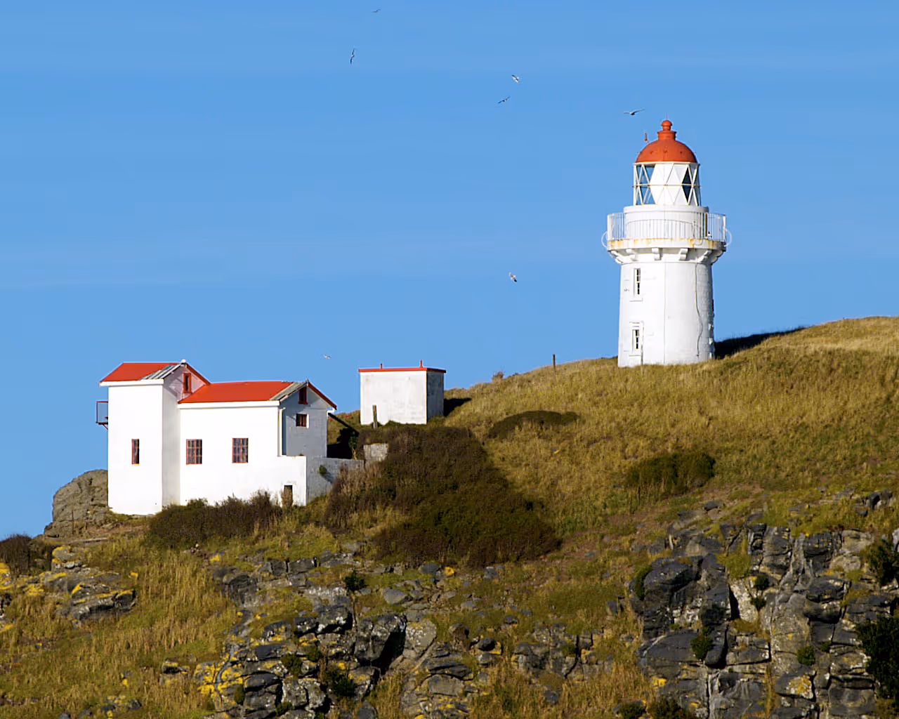 Taiaroa head lighthouse in Dunedin
