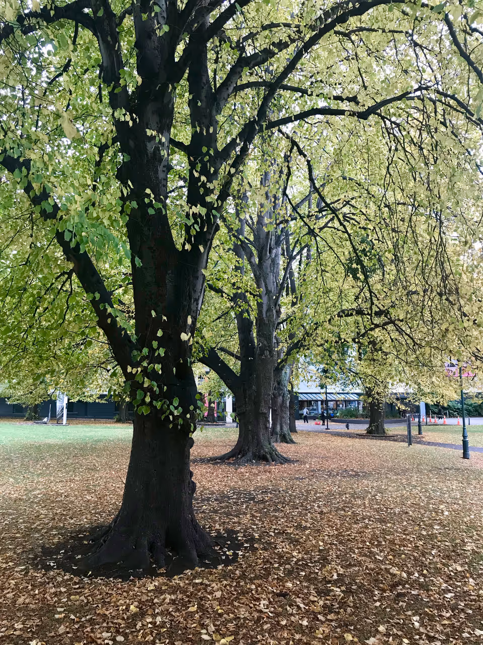 Autumn highlight in Dunedin