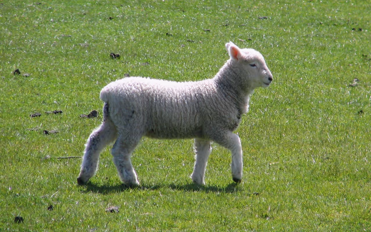 Spring highlight in Dunedin