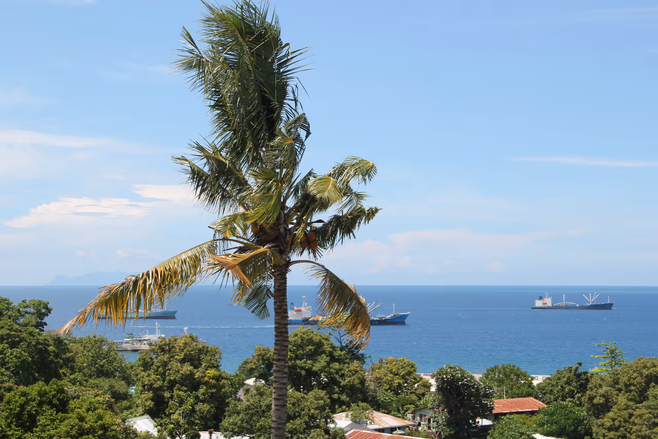 Palm tree with ships at anchor in the background, Honiara