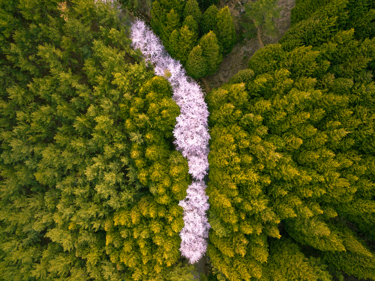 Cherry Blossoms season on Hwangnyeongsan Mountain