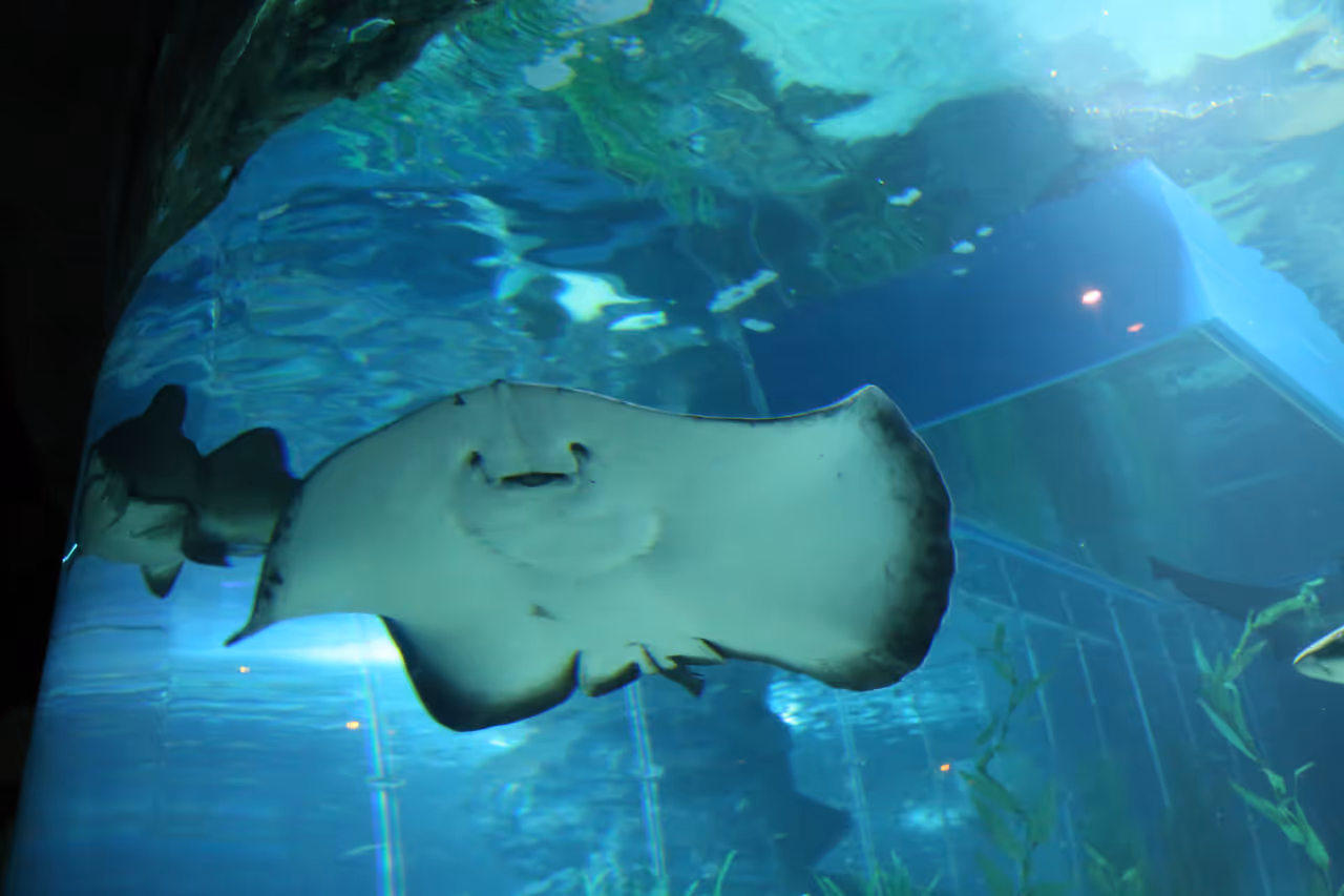 Sea life aquarium in Busan