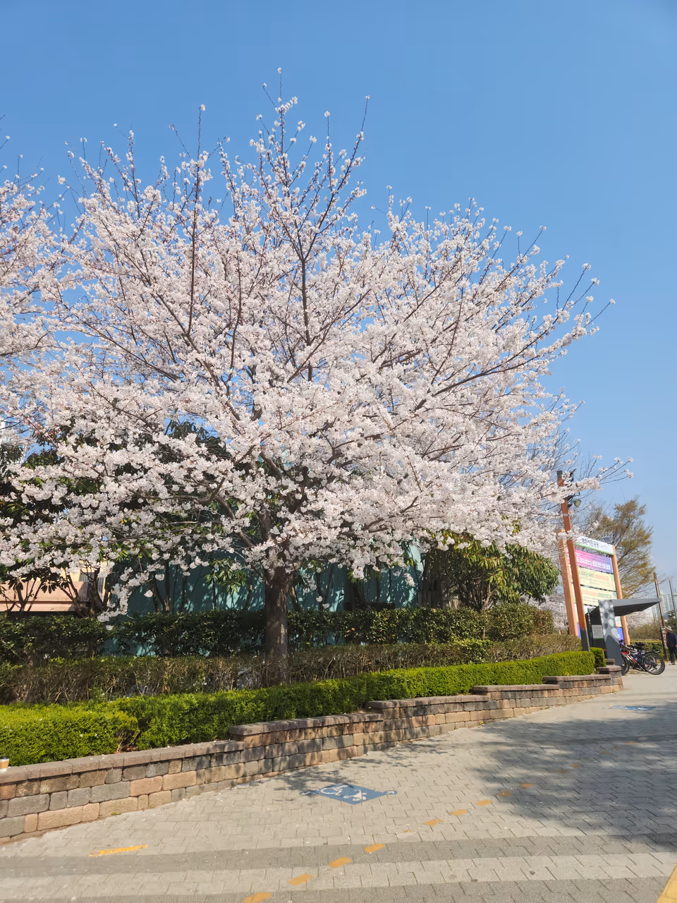 Citizens park in Busan