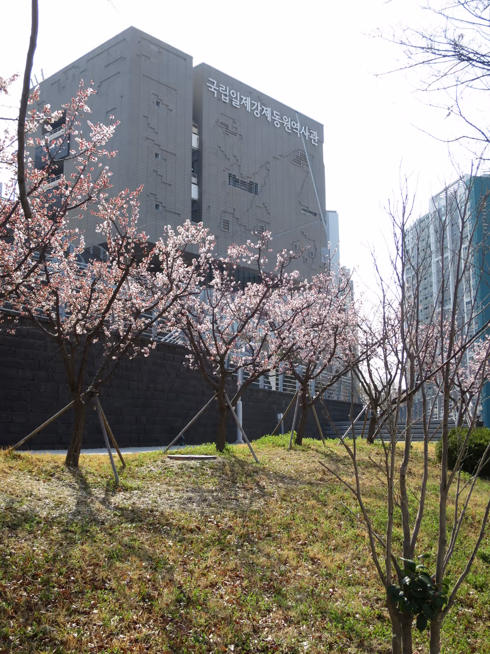 Spring highlight in Busan