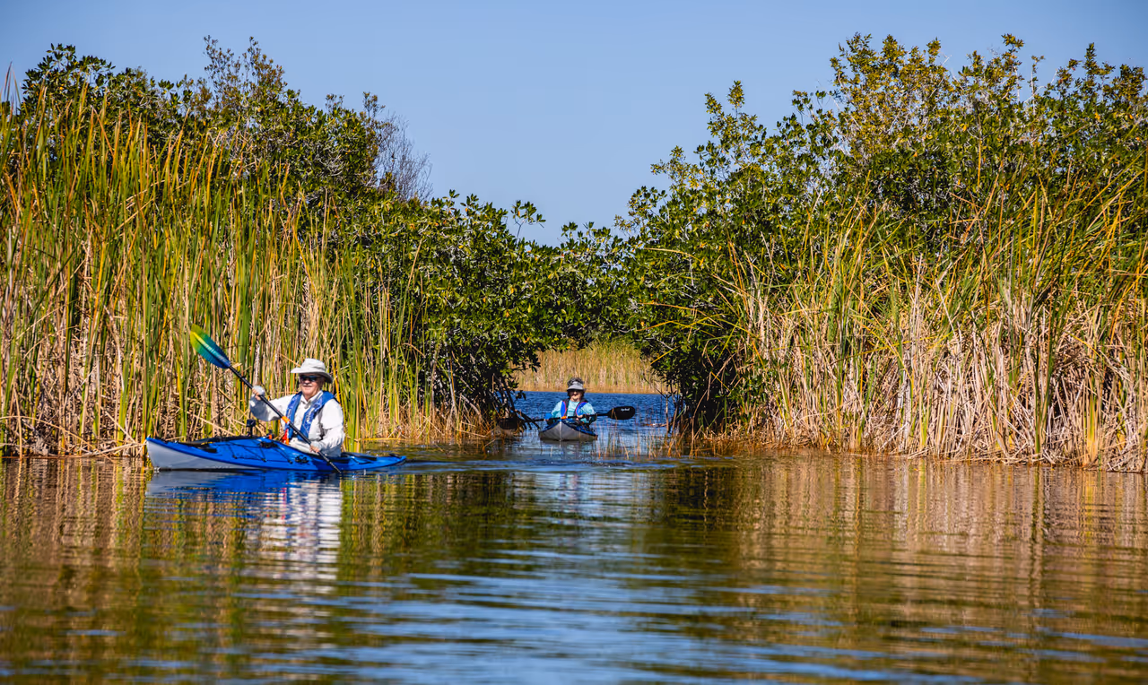 Two people kayaking through a lush freshwater marsh in Everglades National Park