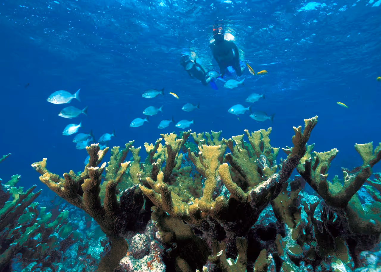 Snorkellers swimming over a vibrant coral reef with tropical fish in Biscayne National Park