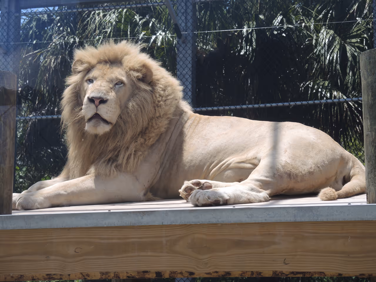 A lion in Jungle island, Miami