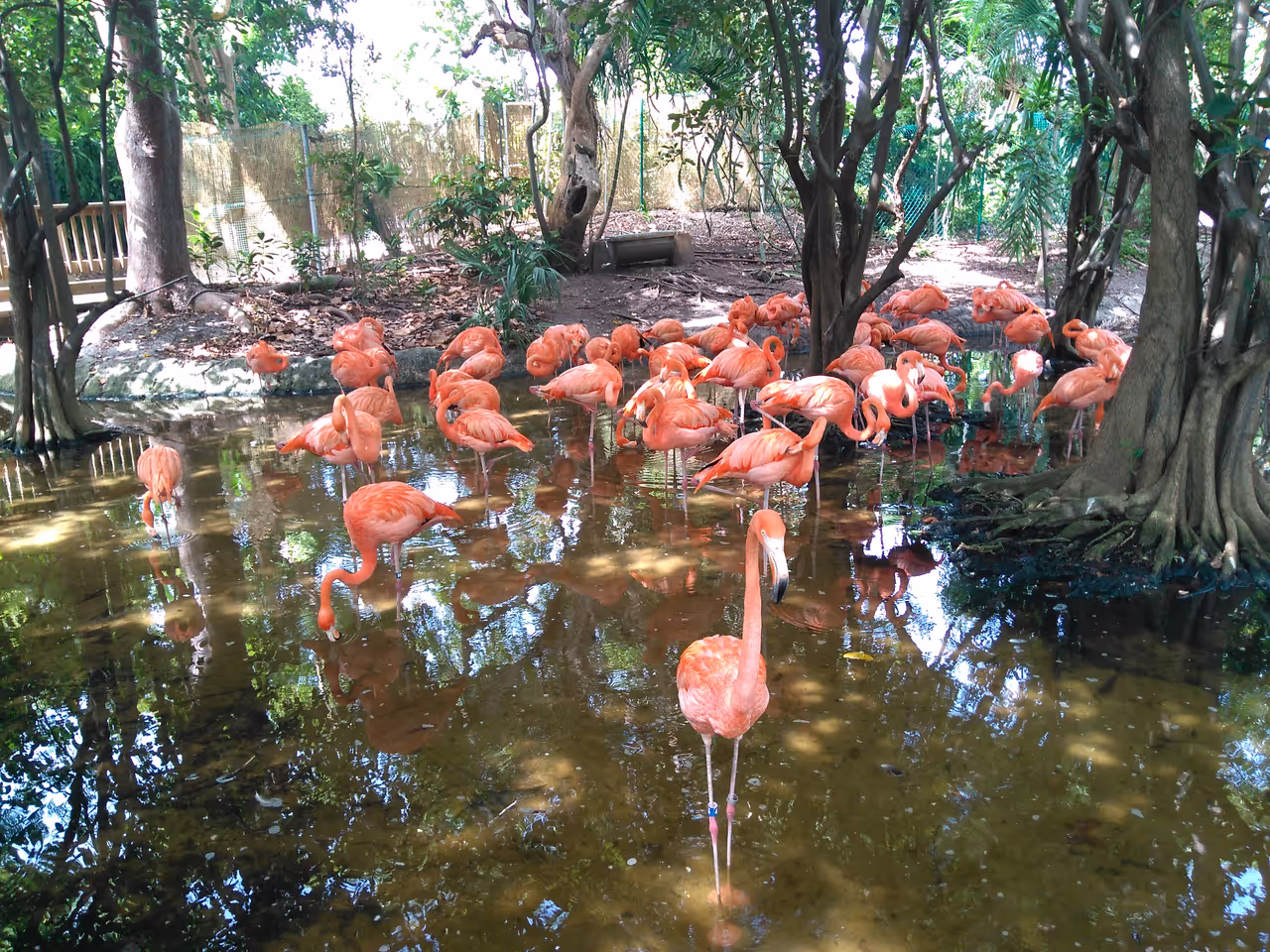 Flamingos in Jungle island, Miami