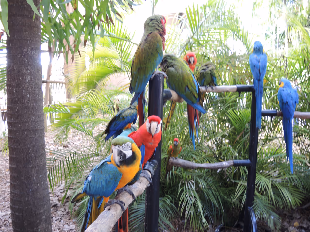 Parrots in Jungle island, Miami