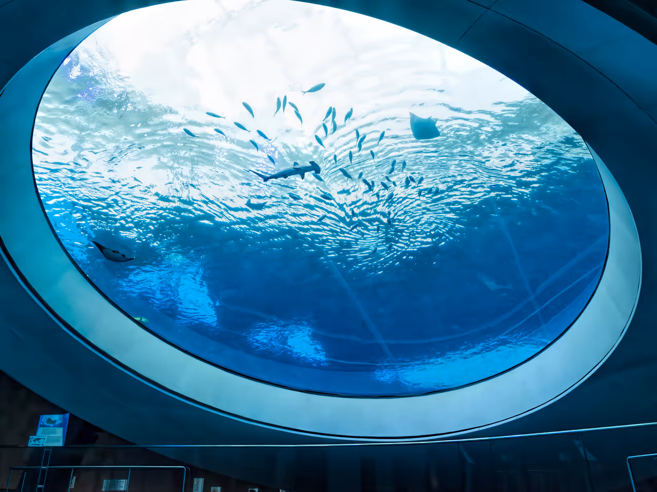 Underwater view of a hammerhead shark and fish swimming above the massive acrylic oculus lens at the Frost Museum of Science in Miami