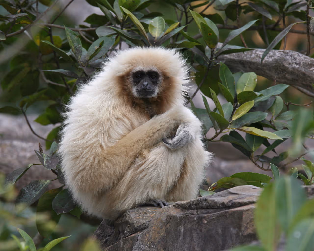 A Gibbon in Miami Zoo