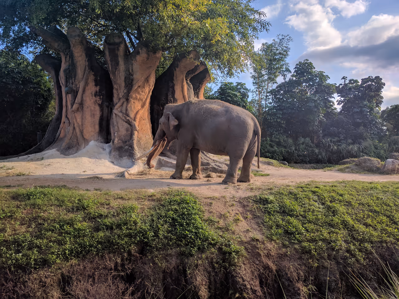 An elephant in Miami Zoo