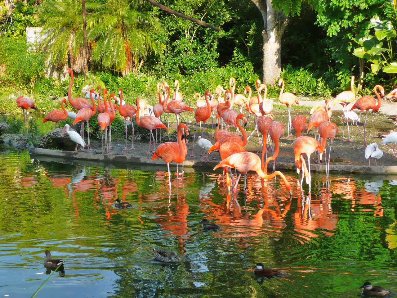 Flamingos in Miami Zoo