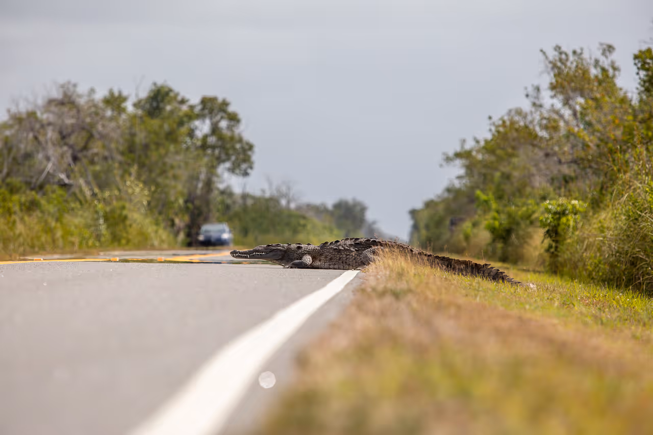 An American crocodile basking on the grassy edge of a paved road in Everglades National Park