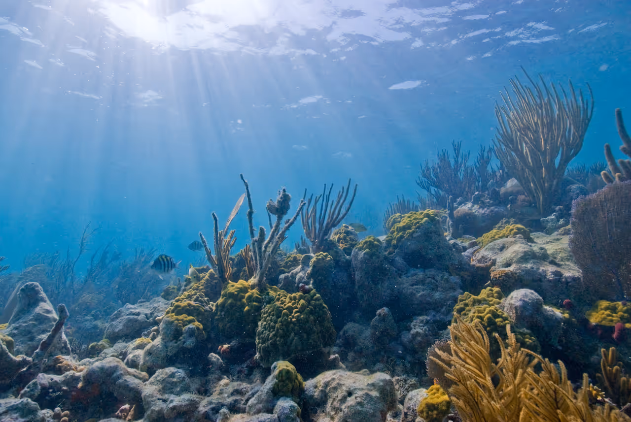 Underwater view of a vibrant coral reef with marine life in Biscayne National Park, Florida
