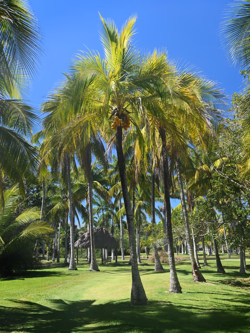 A lush green lawn surrounded by mature coconut palm trees under a clear blue sky