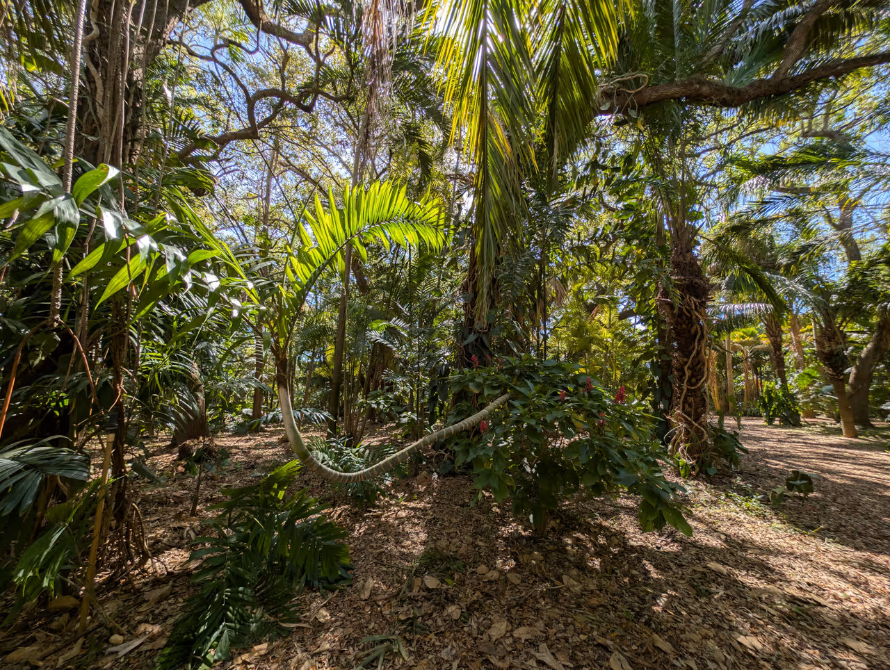 Fairchild tropical botanic garden, Miami
