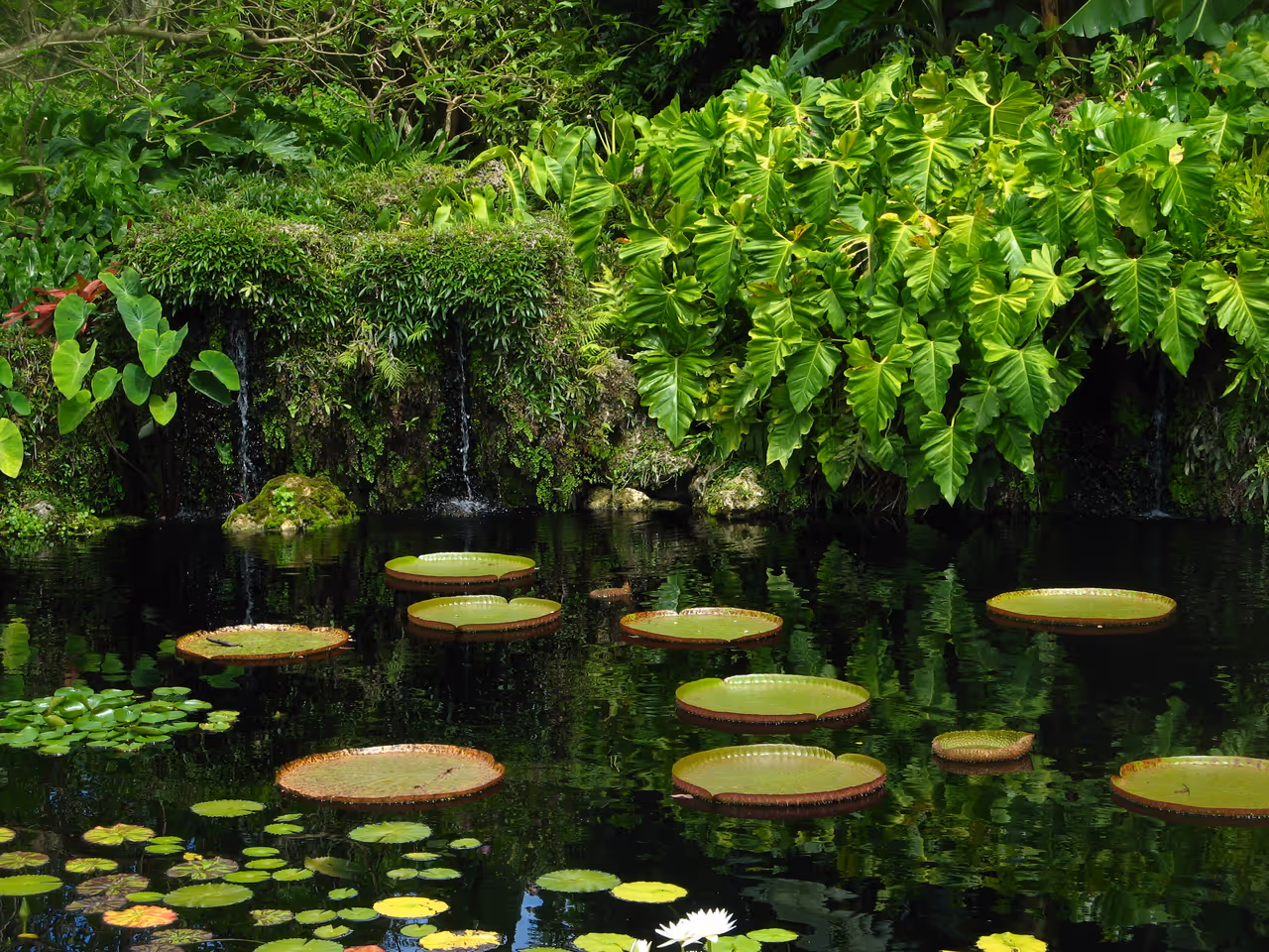 Fairchild tropical botanic garden, Miami