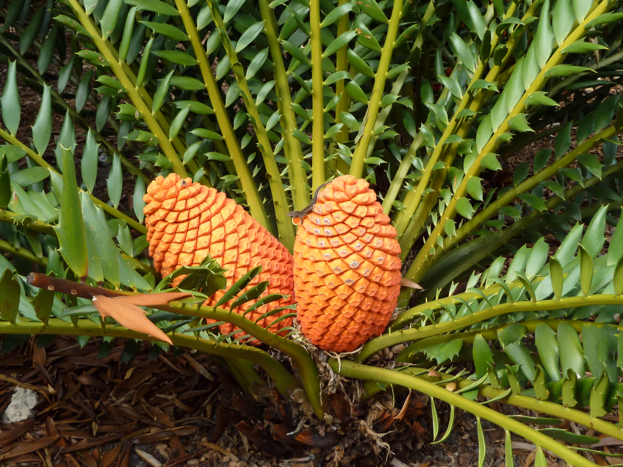 Fairchild tropical botanic garden, Miami