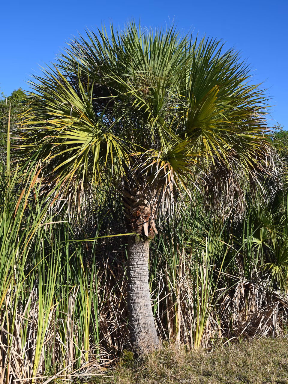 Matheson hammock park, Miami
