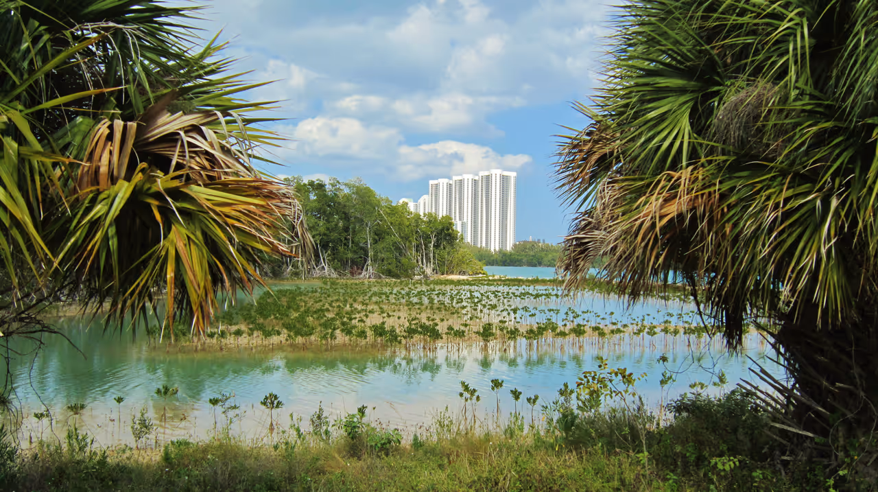 Oleta River State Park mangroves with the Sunny Isles Beach skyline in Florida