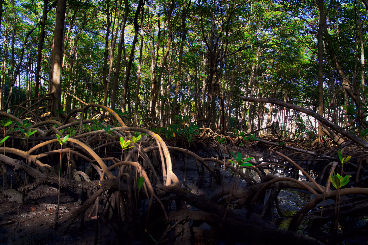 Oleta river state park, Miami
