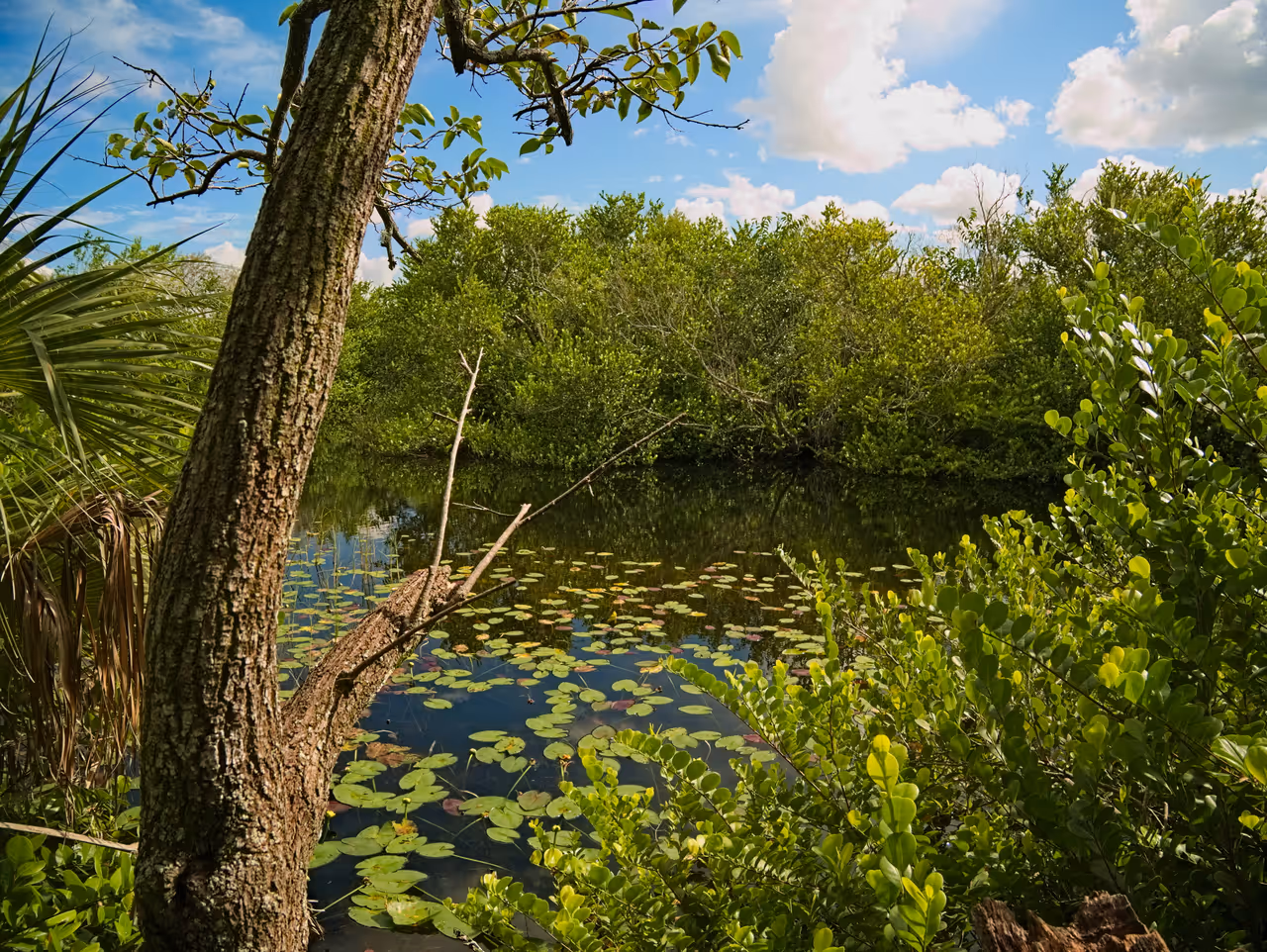 Everglades national park, Miami