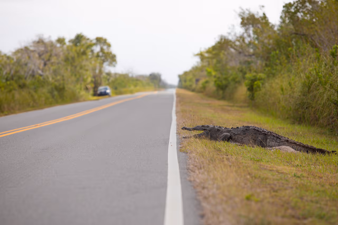 An American crocodile basking next to an asphalt road in Everglades National Park's Flamingo District