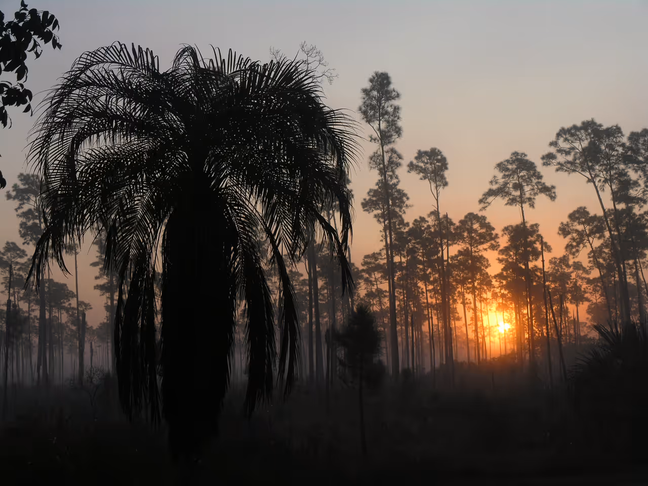 Silhouette of a palm tree and pine trees during a misty sunrise in a forest area