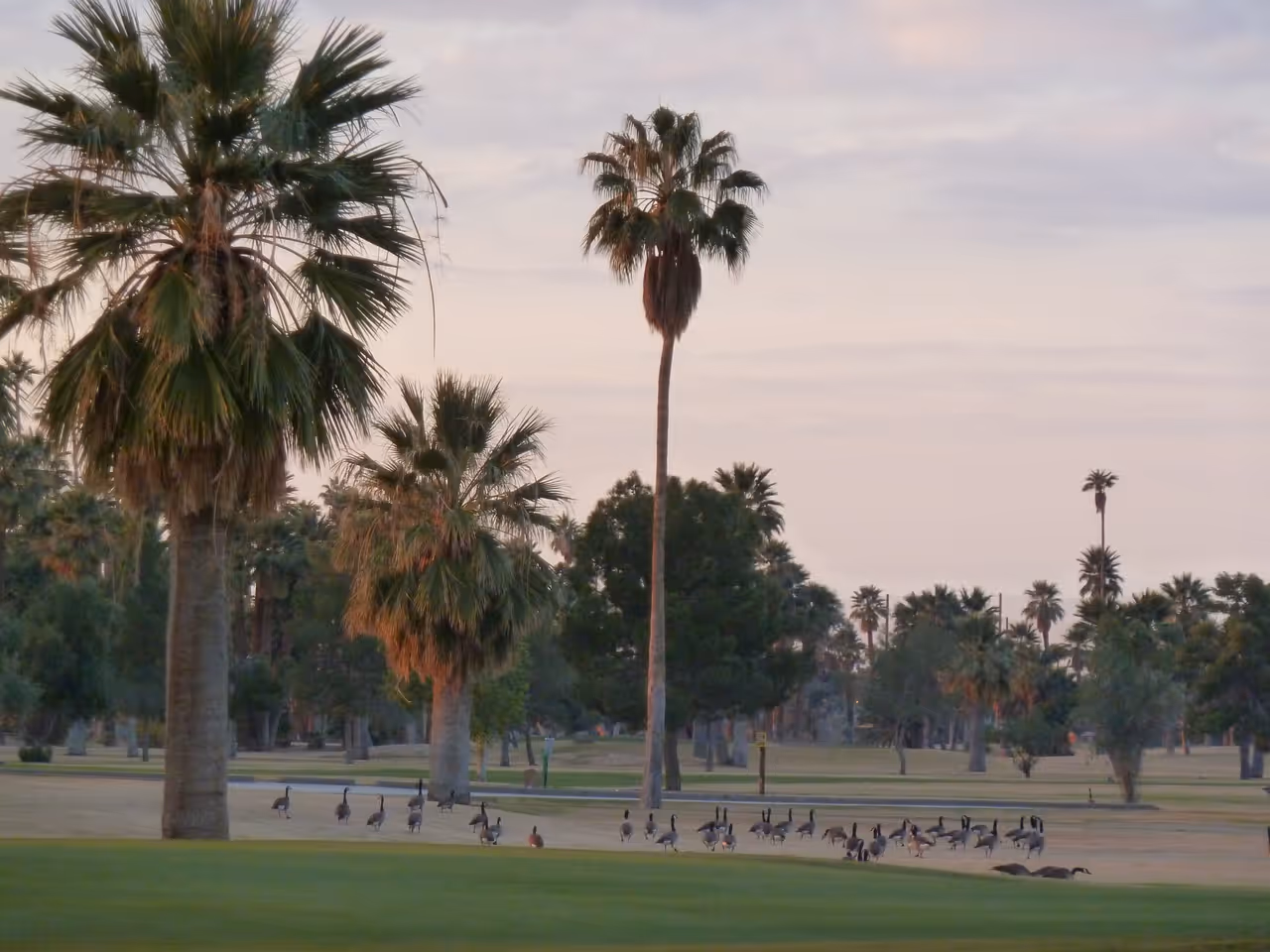 Desert golfing in Phoenix