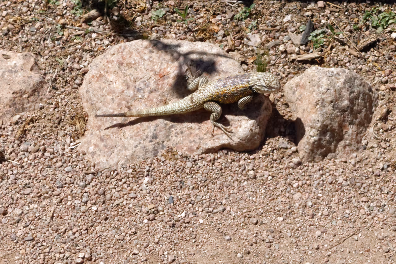Desert botanical garden in Phoenix