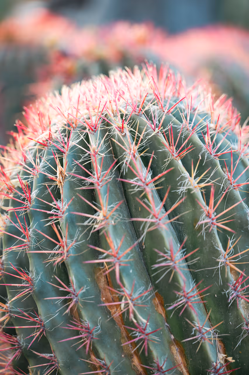 Desert botanical garden in Phoenix