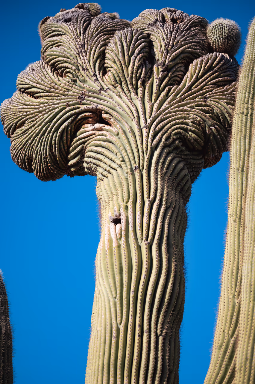 Desert botanical garden in Phoenix