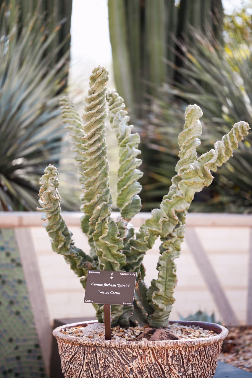 Desert botanical garden in Phoenix