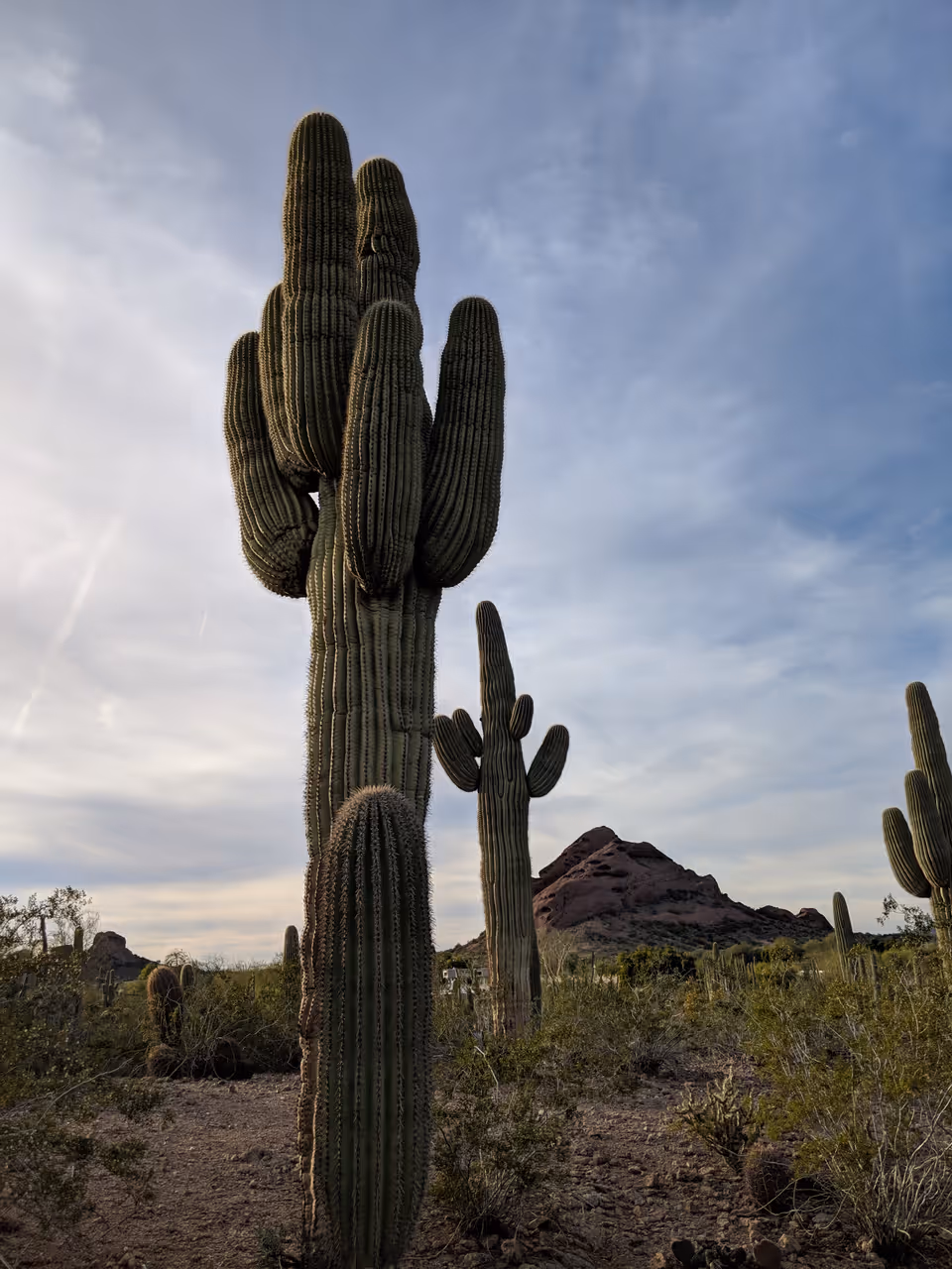 Desert botanical garden in Phoenix