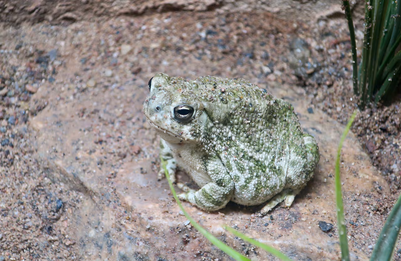 A Great Plains toad at Phoenix Zoo.