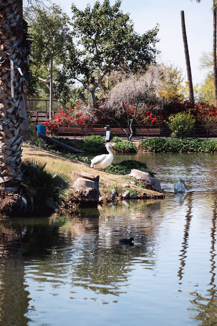 Zoo in Phoenix